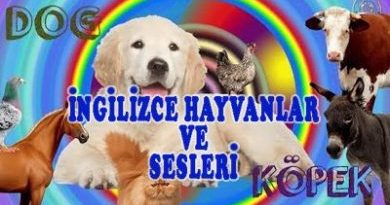 İngilizce Hayvanlar - Hayvanları Öğrenelim