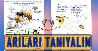 Arıların Özellikleri