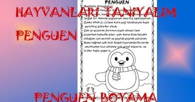 Penguenin Özellikleri ,Pengueni tanıyalım, sabır etkinliği penguen