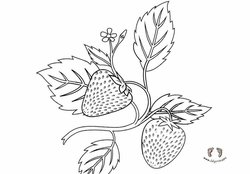 çilek resmi boyama - free strawberry coloring sheets