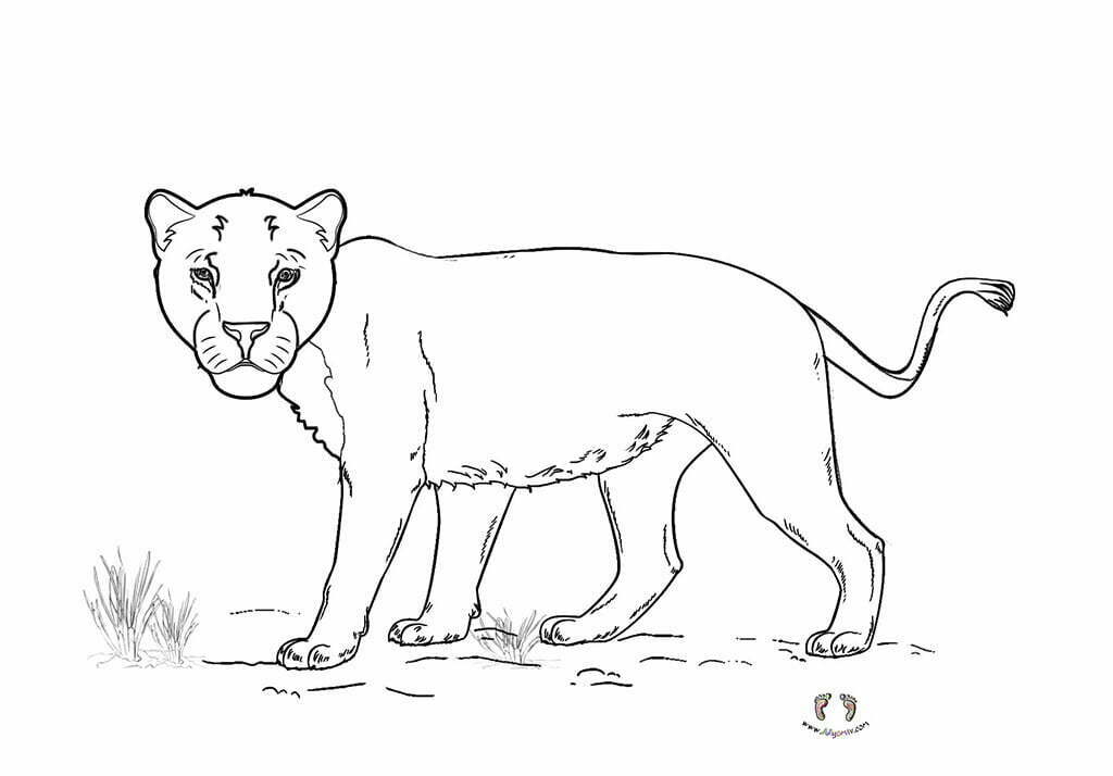 dişi aslan boyama - free lion coloring pages